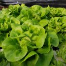 짱구농장 이미지