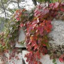 미리내캠프 이미지