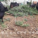 미래흑염소농장건강원