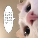 태래는 고양이 🐈 이미지