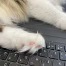 캣플 동탄점 이미지