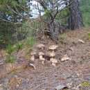 송이 松栮 Tricholoma matsutake 이미지