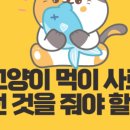 야옹아 멍멍해봐 오산점 이미지