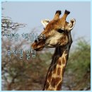 마메별 | 휘닉스 호텔부터 반려동물 가능 숙소까지 평창 여행 목적별 펜션 완벽 추천