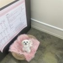 그루머로 네이버블로그