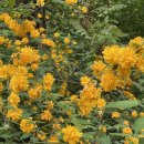 철쭉피는황매골마을 이미지