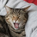 이루다 동물병원 이미지