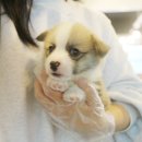 오케이독 이미지