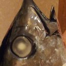 사조회참치 이미지