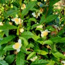 금오산진교전망대 | 감암산(합천),정취암(산청), 문산성당(진주)-2/3