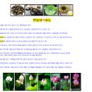 연근염소 이미지