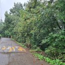 맨드라미 화단 이미지