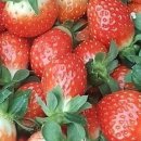 더드림농장 이미지