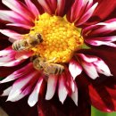 아빠 벌꿀 농장 이미지