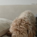 멍멍까까 이미지