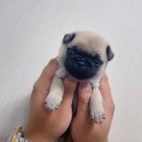 댕댕 일번가 이미지