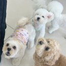 댕댕가르텐 강아지애견유치원호텔 | 연제구강아지유치원 찾는다면? 부산애견호텔｜댕댕가르텐 연산점