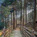 상관편백숲 공영주차장 | 전북 가볼 만한 곳 완주 상관 편백나무숲 공기마을