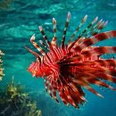 Beautiful Red Lionfish. 이미지