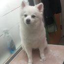 도그플러스 애견미용 이미지