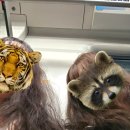 애니카랜드 김해중앙점 | 홍콩 여행(3박 5일) ⑨ - 홍콩 디즈니랜드, 퍼레이드, 스타벅스 추천, 라이온킹 뮤지컬 후기, 겨울왕국...