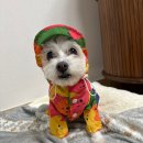 아꼬떼 | [강아지 우비 추천]더현대 팝업스토어 꼬떼아꼬떼 방문 및 구매후기