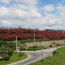 금호강변 이미지