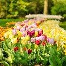 봄내음 가득한 꽃차 이미지