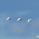 고니 뉴스1