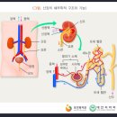 남성특정비뇨기계질환 분류표【별표34】[남성특정비뇨기계질환입원일당보장 특별약관] 이미지