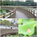 덕진공원(후문) | 여름 전주 가볼만한곳 근처 전주 덕진공원 연꽃 여행 코스