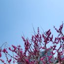 더꼬숩