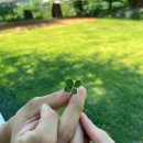 드린겐 애견테마파크 이미지