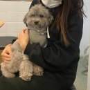 동건스애견카페 이미지