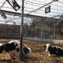 원천목장 이미지