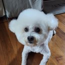 그루미송 이미지