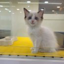 하이도그 켓 이미지