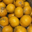제주 제철 과일 추천 🍊 과즙 팡팡 상큼+달콤한 쥬시팜 제주 카라향 못난이 후기