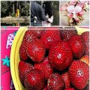 장사해수욕장관광지 이미지