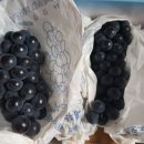 여진농원