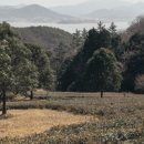 전남 강진 백련사 동백나무숲 - 남도에 봄이 스미는 풍경[정태겸의 풍경](43) 이미지