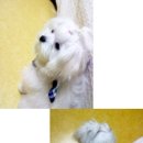 진피오니 이미지