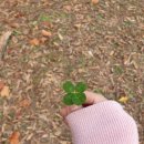 오빠 저 오늘 네잎 클로버 찾았어요!🍀 이미지