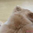오쉬오트 네이버블로그