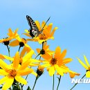 나비 - 포항시 북구 불종로 2 | 나비