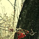 완산-7 이미지