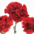 성산포사랑 이미지