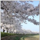 ■4월22(토) 경포대 벚꽃축제~대관령 양떼목장~안목 커피거리 여행 이미지
