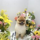 멍이발소 이미지