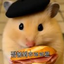 쉐박